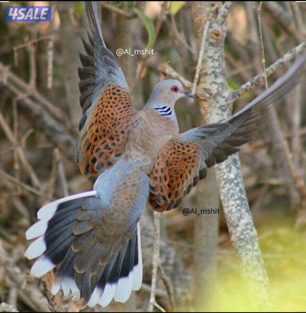 للبيع حمام ( قمري ) محميه وحده تفريخ الكويت ومحجل ، الحبه ب 9 دك0