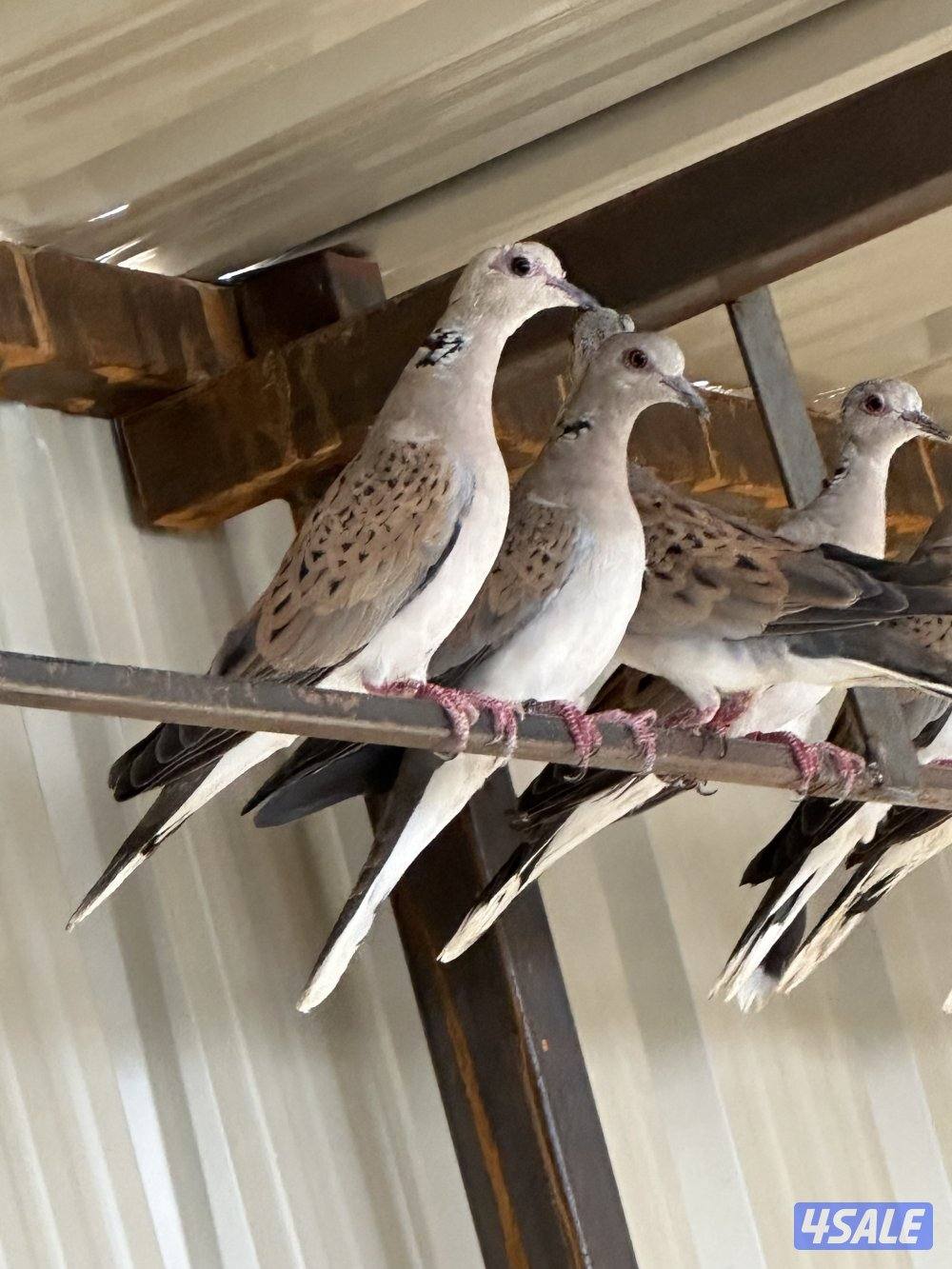 للبيع حمام ( قمري ) محميه وحده تفريخ الكويت ومحجل ، الحبه ب 9 دك2