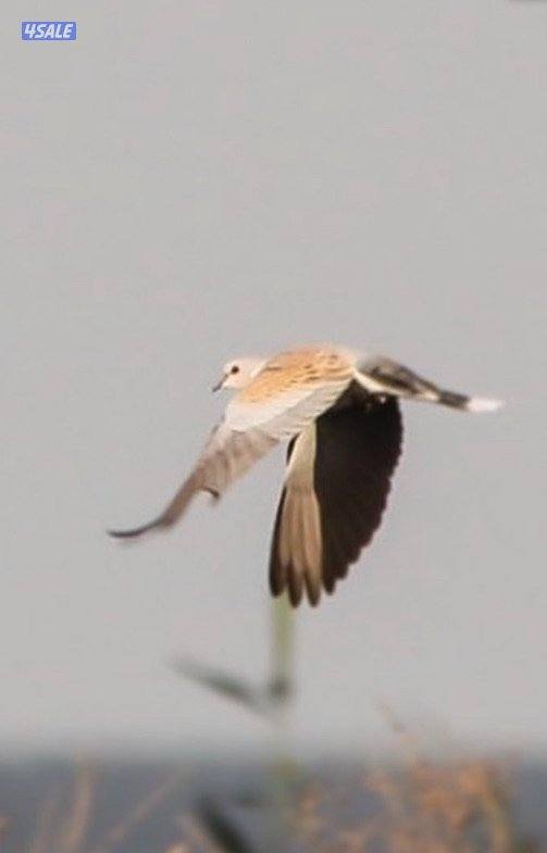 للبيع حمام ( قمري ) محميه وحده تفريخ الكويت ومحجل ، الحبه ب 9 دك1