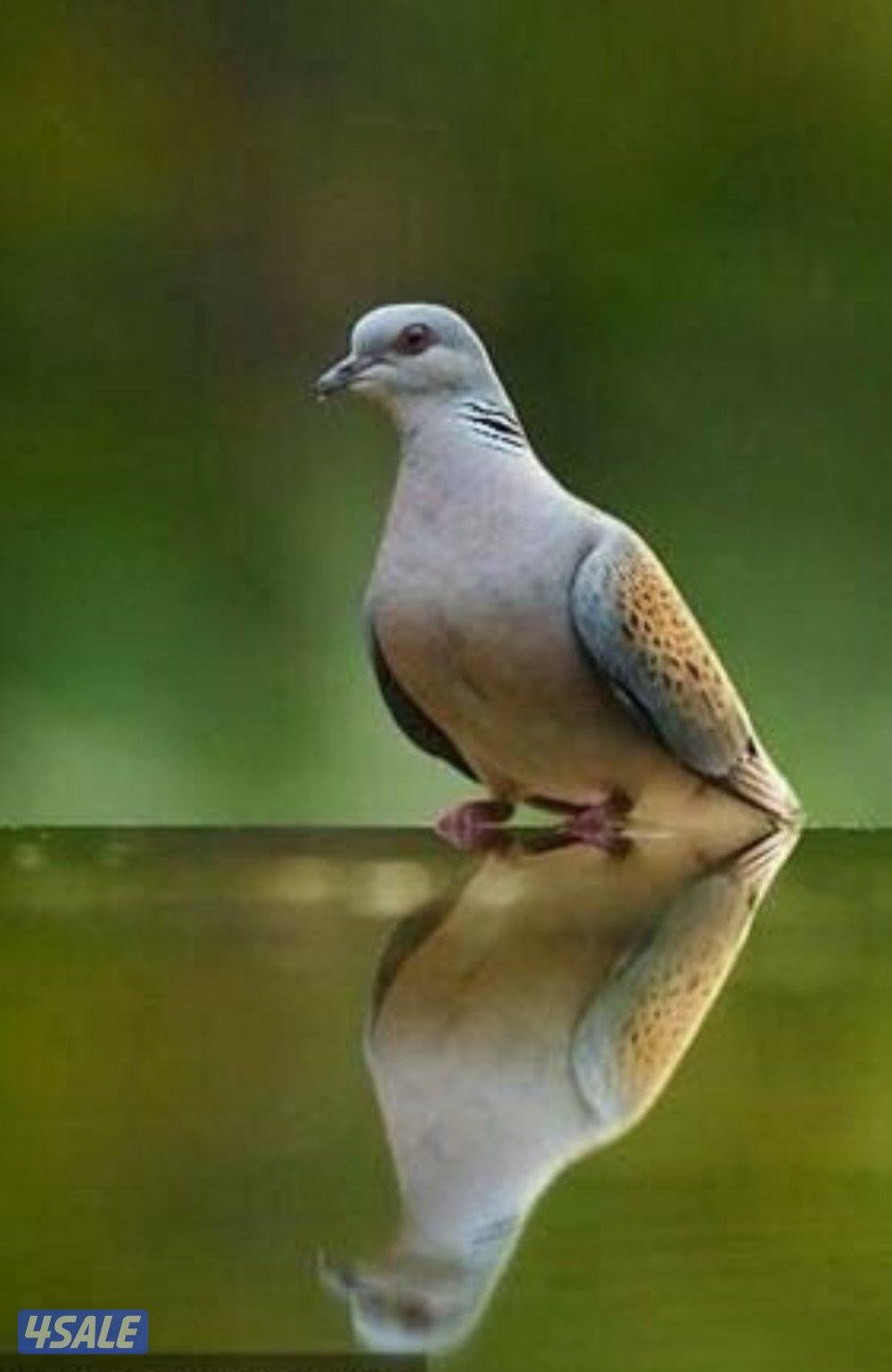 للبيع حمام ( قمري ) محميه وحده تفريخ الكويت ومحجل ، الحبه ب 9 دك3