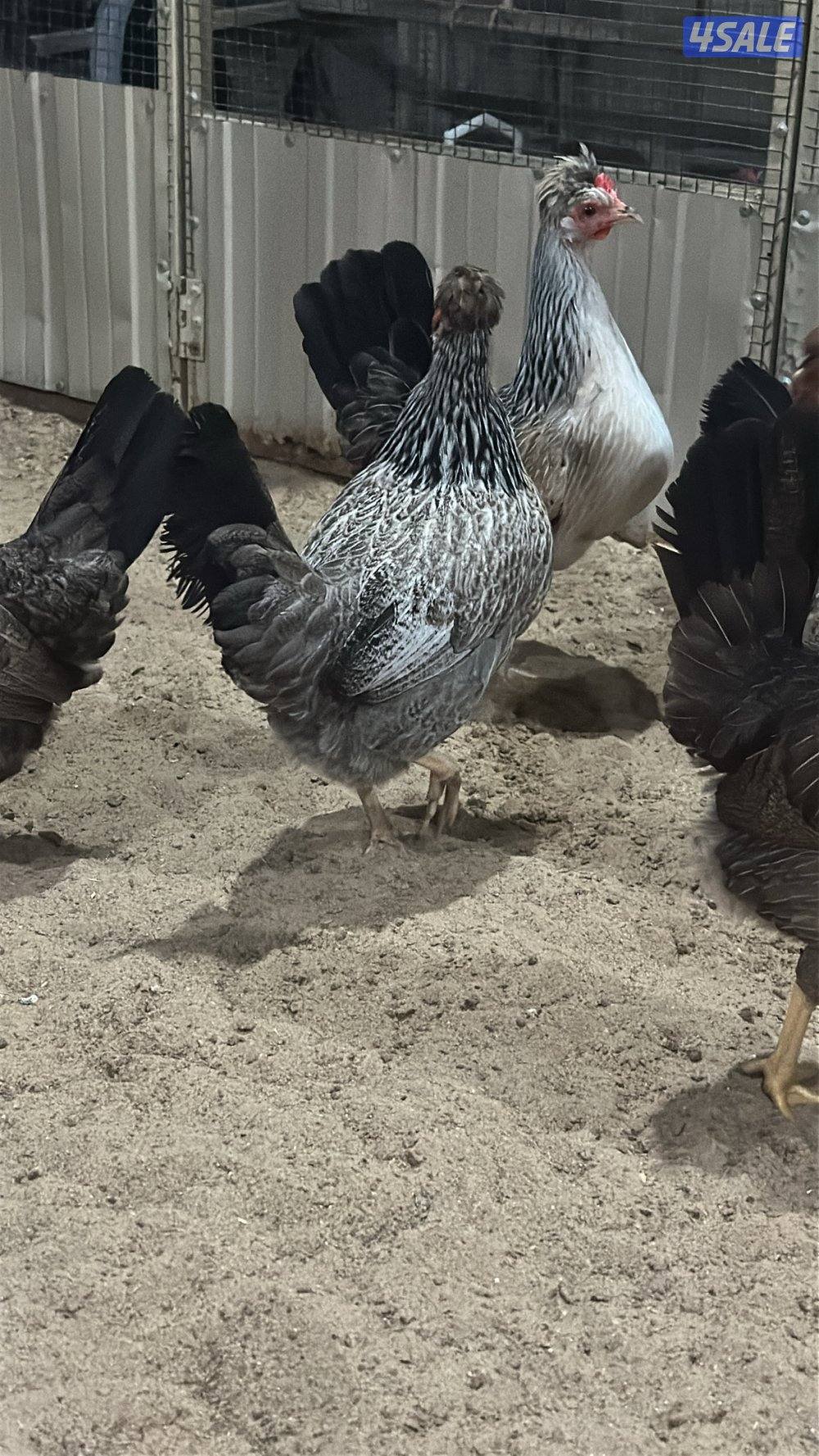 للبيع دجاج عربي قديم0