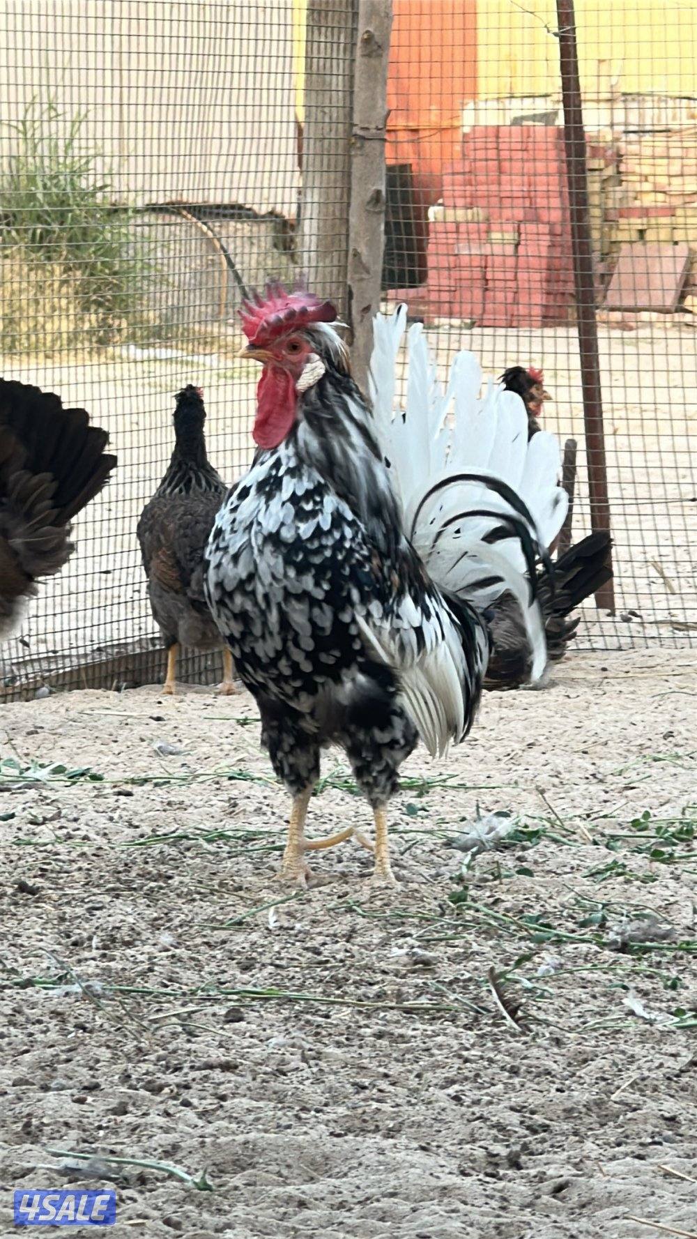 للبيع دجاج عربي قديم1