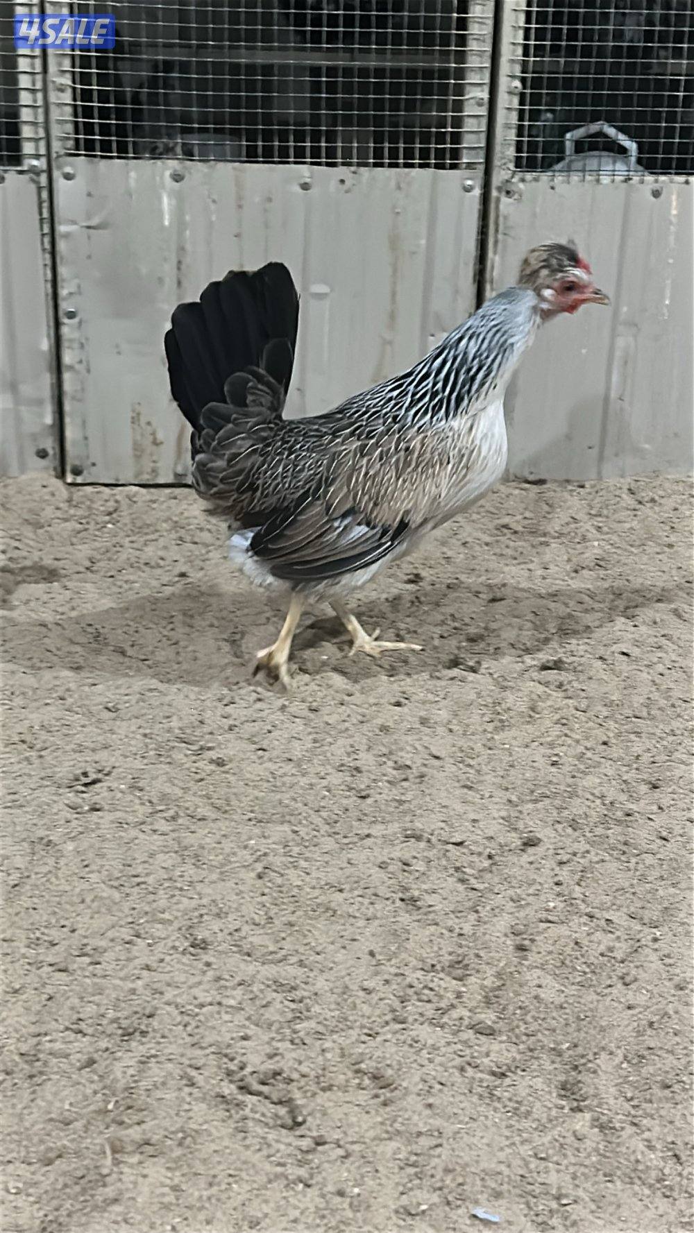 للبيع دجاج عربي قديم2