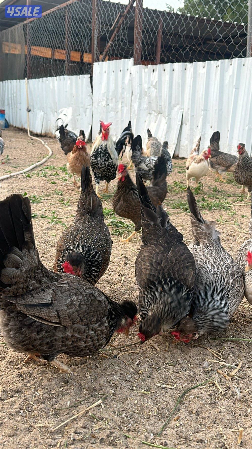 للبيع دجاج عربي قديم3