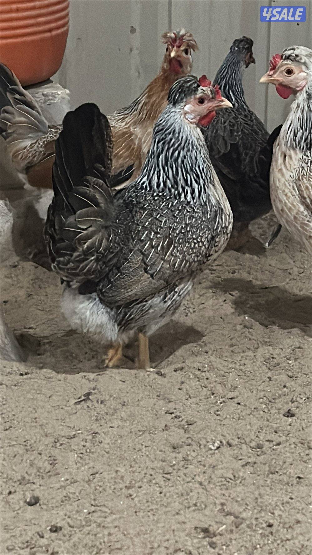 للبيع دجاج عربي قديم4