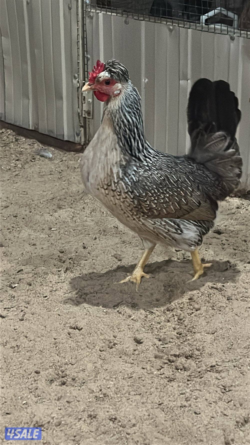 للبيع دجاج عربي قديم5