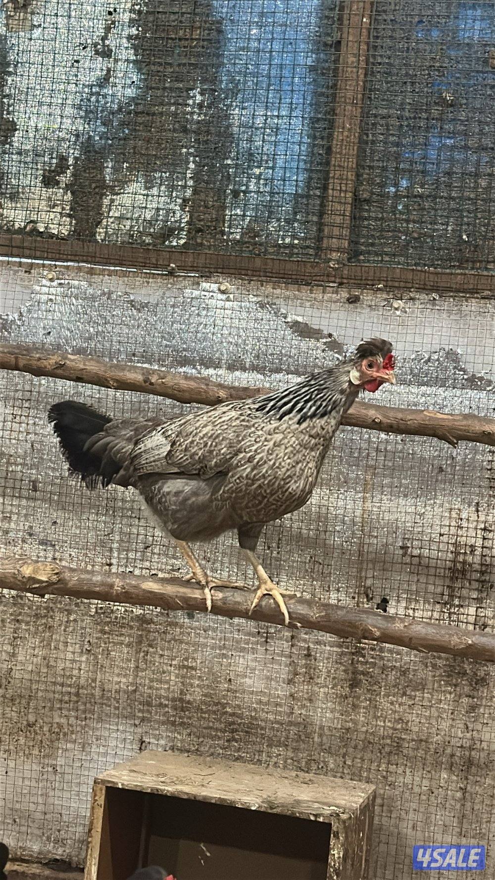 للبيع دجاج عربي قديم7