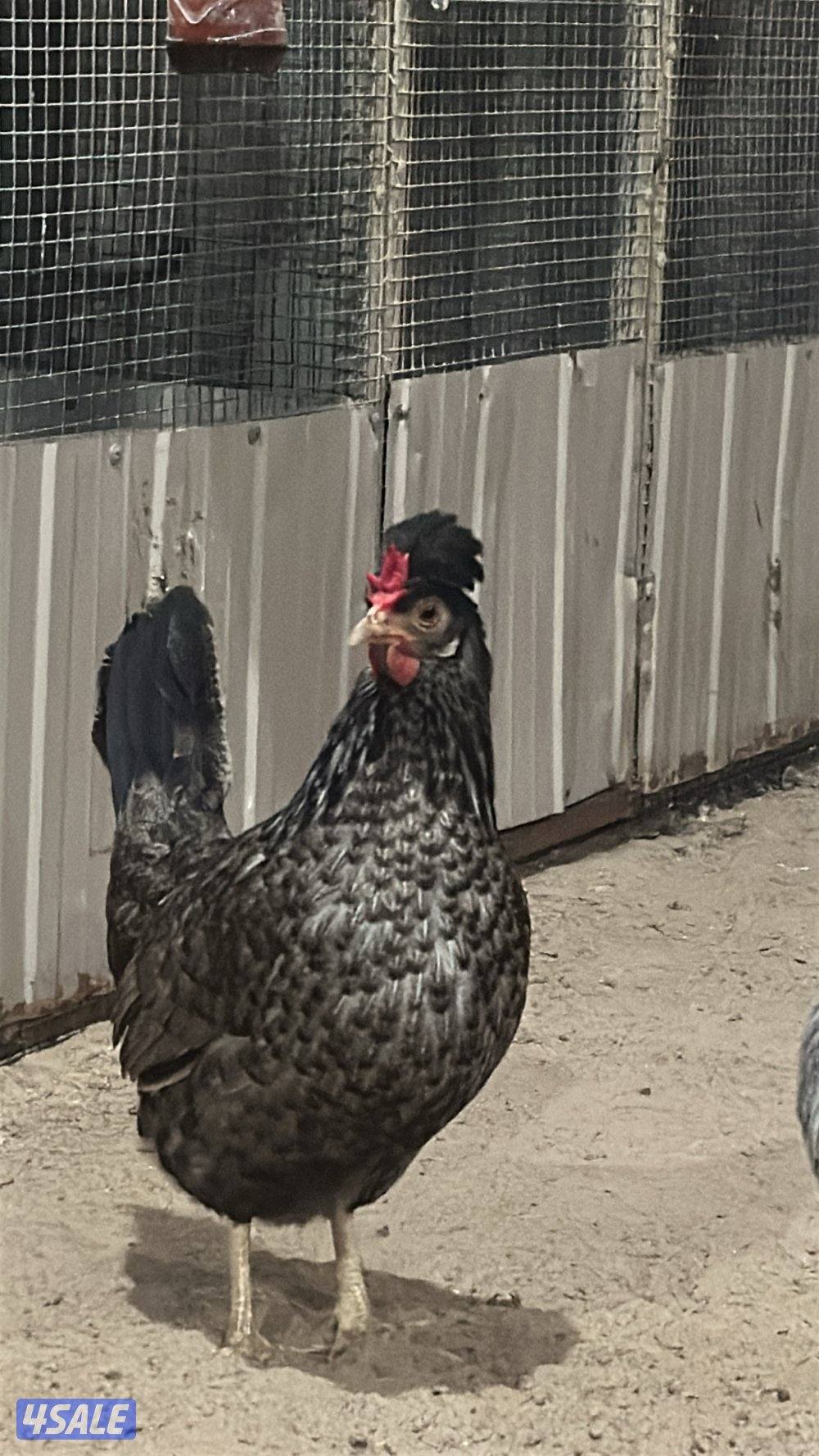 للبيع دجاج عربي قديم8