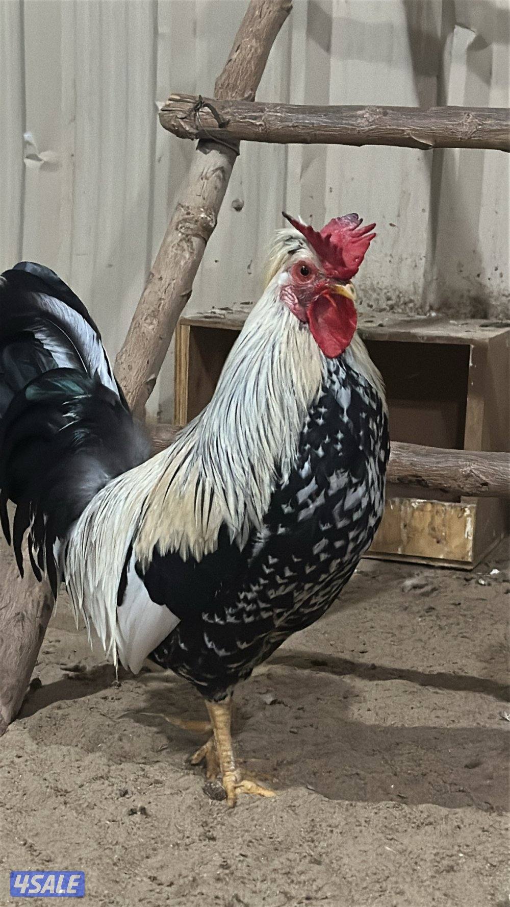 للبيع دجاج عربي قديم9