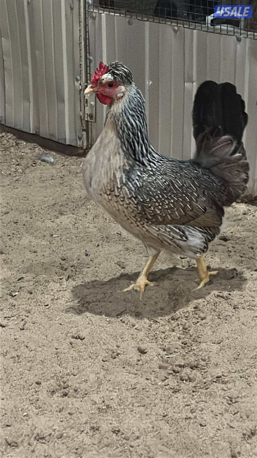 للبيع دجاج عربي قديم10