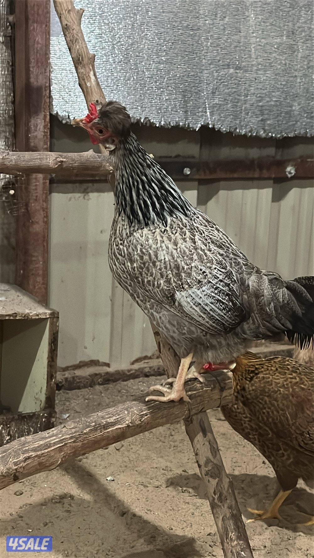 للبيع دجاج عربي قديم12