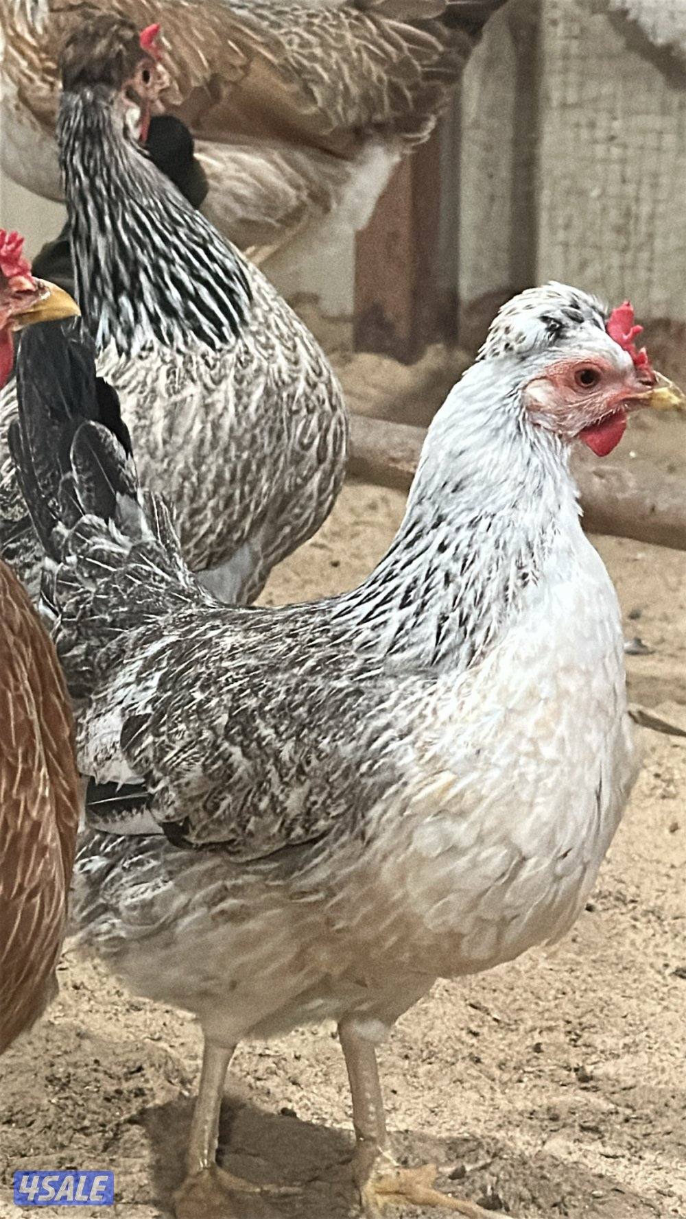 للبيع دجاج عربي قديم13
