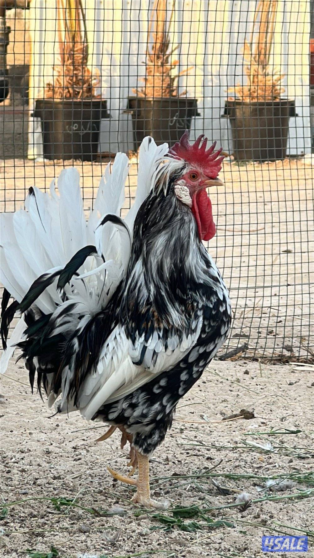 للبيع دجاج عربي قديم14