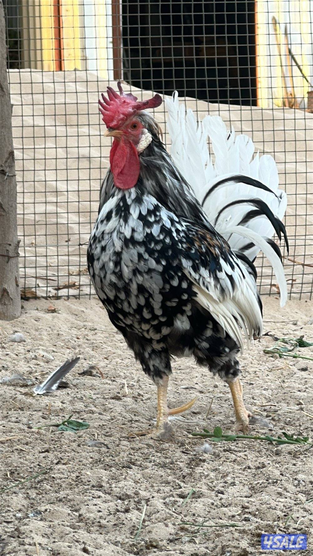 للبيع دجاج عربي قديم15