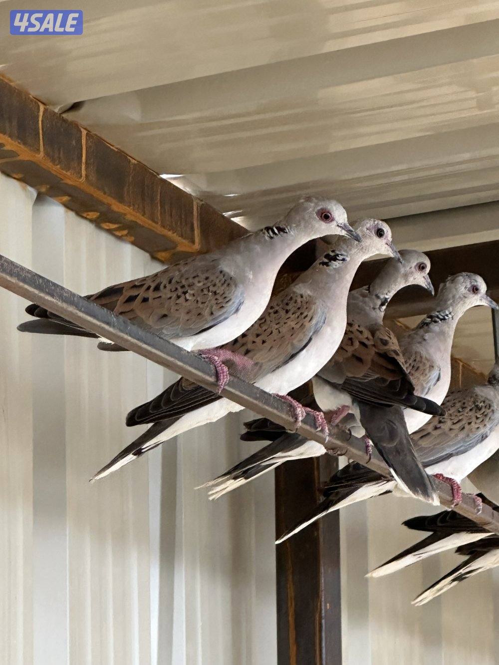 للبيع حمام ( قمري ) محميه وحده تفريخ الكويت ومحجل ، الحبه ب 9 دك5