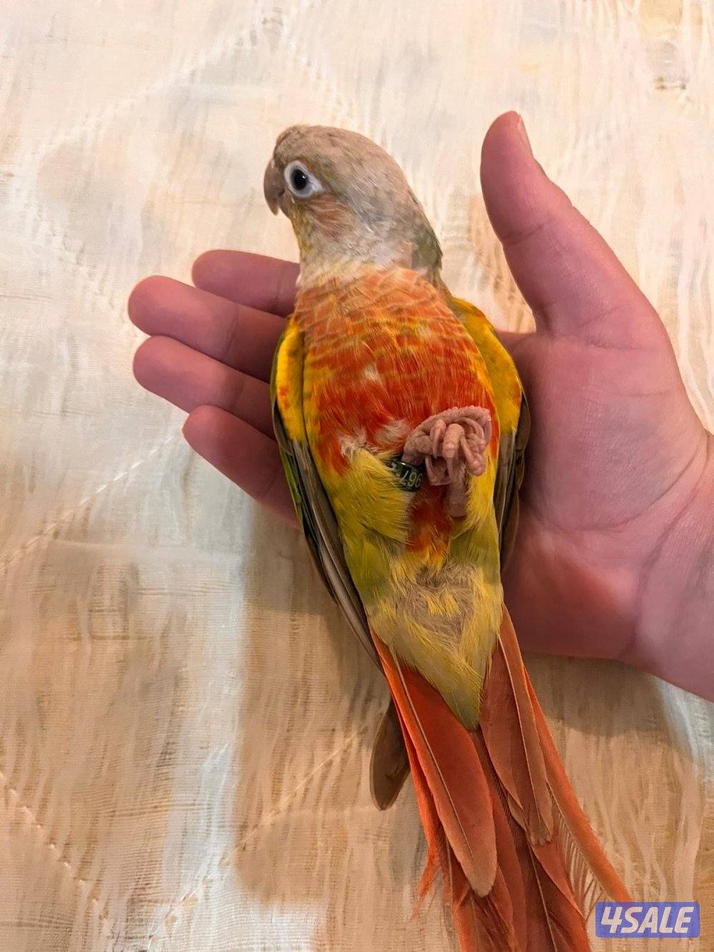 للبيع كنيور جرين شيك ربوه0