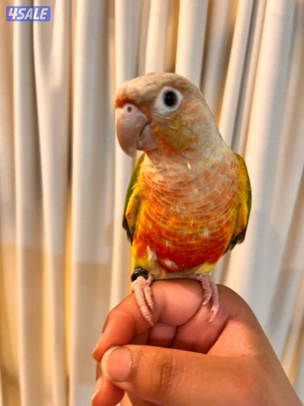 للبيع كنيور جرين شيك ربوه2