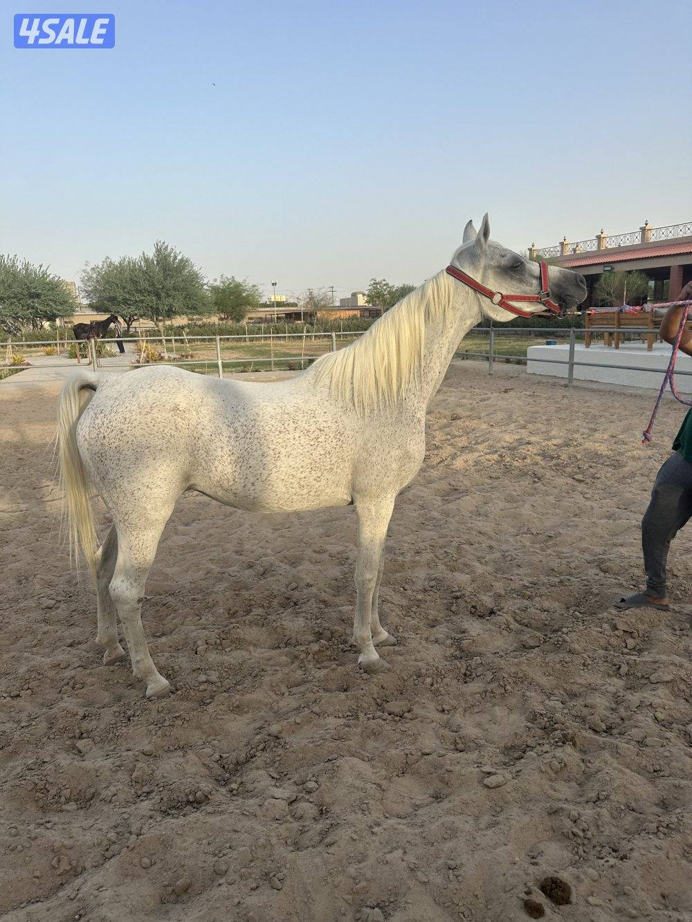 فرس مصرية للبيع0