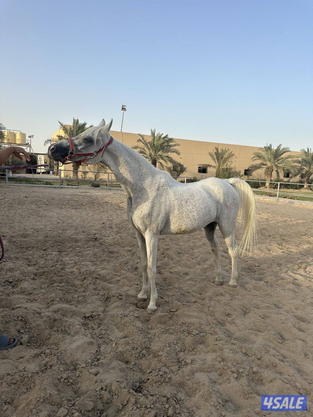 فرس مصرية للبيع3