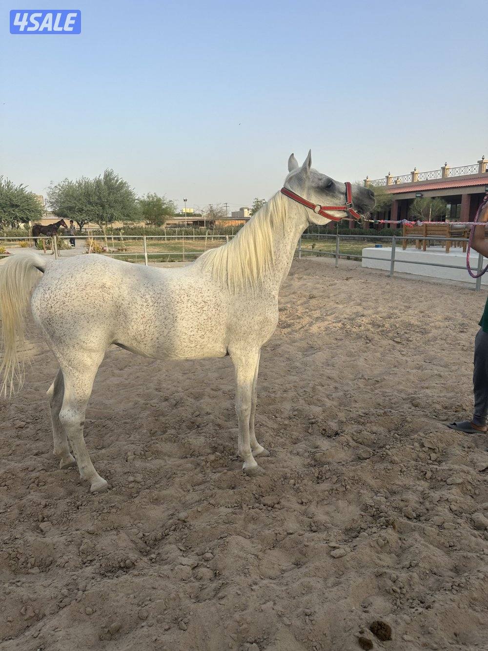 فرس مصرية للبيع4