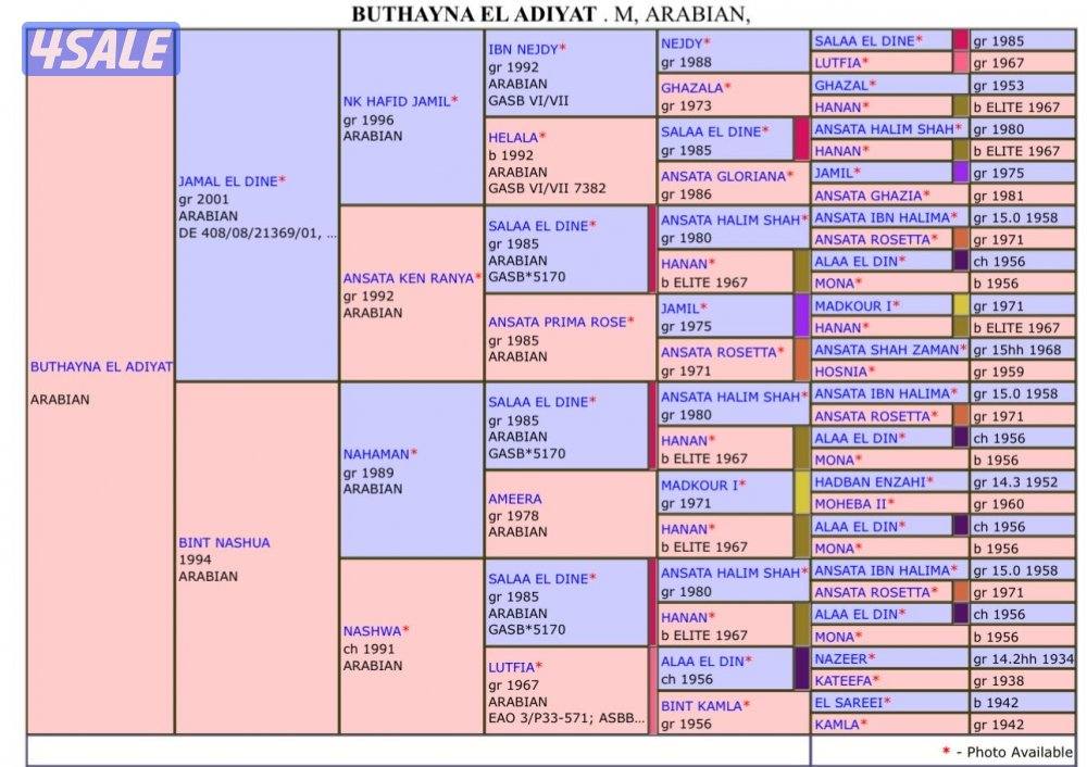 فرس مصرية للبيع5
