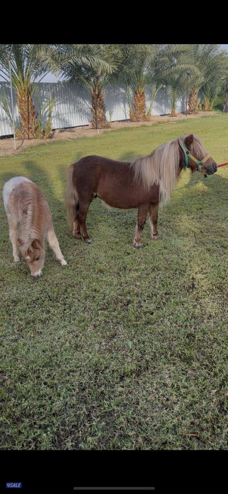 للبيع بوني0