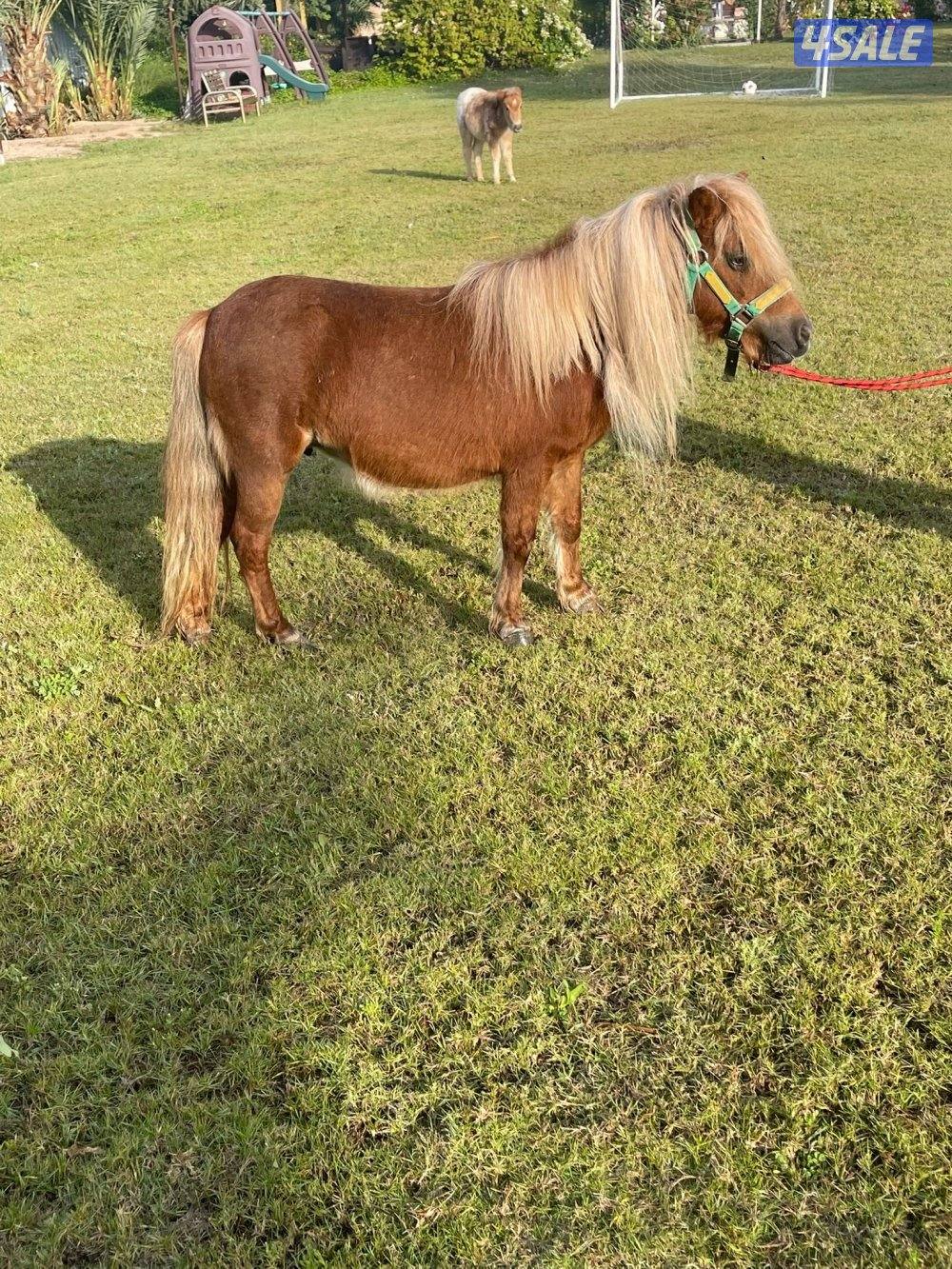 للبيع بوني1