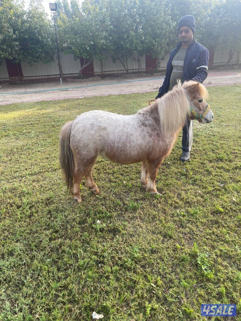 للبيع بوني3