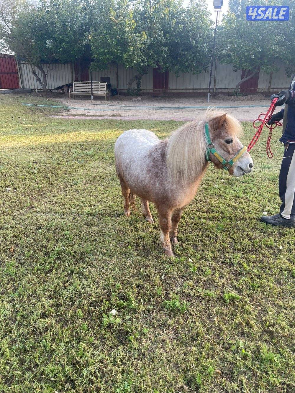 للبيع بوني2