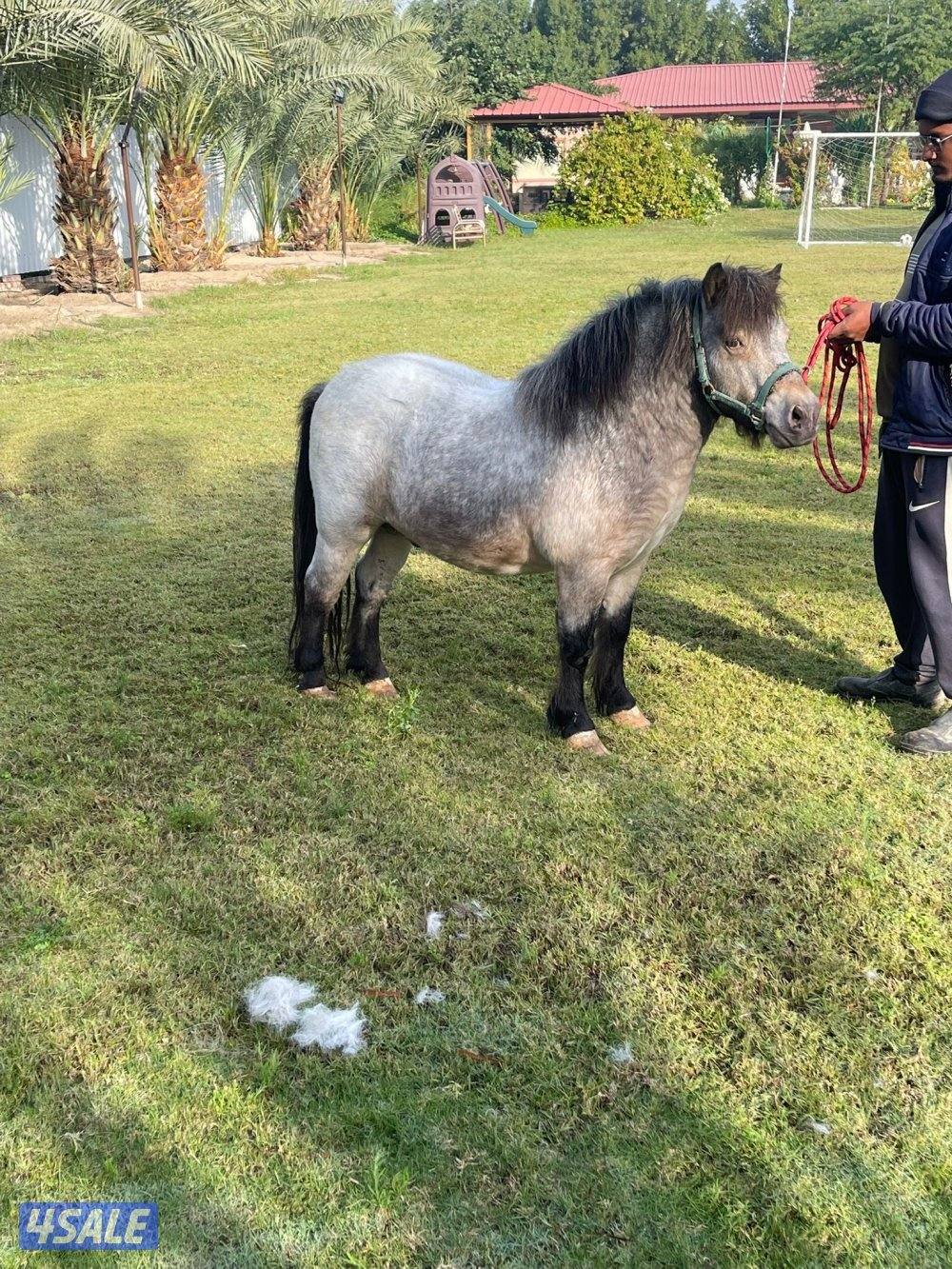 للبيع بوني4