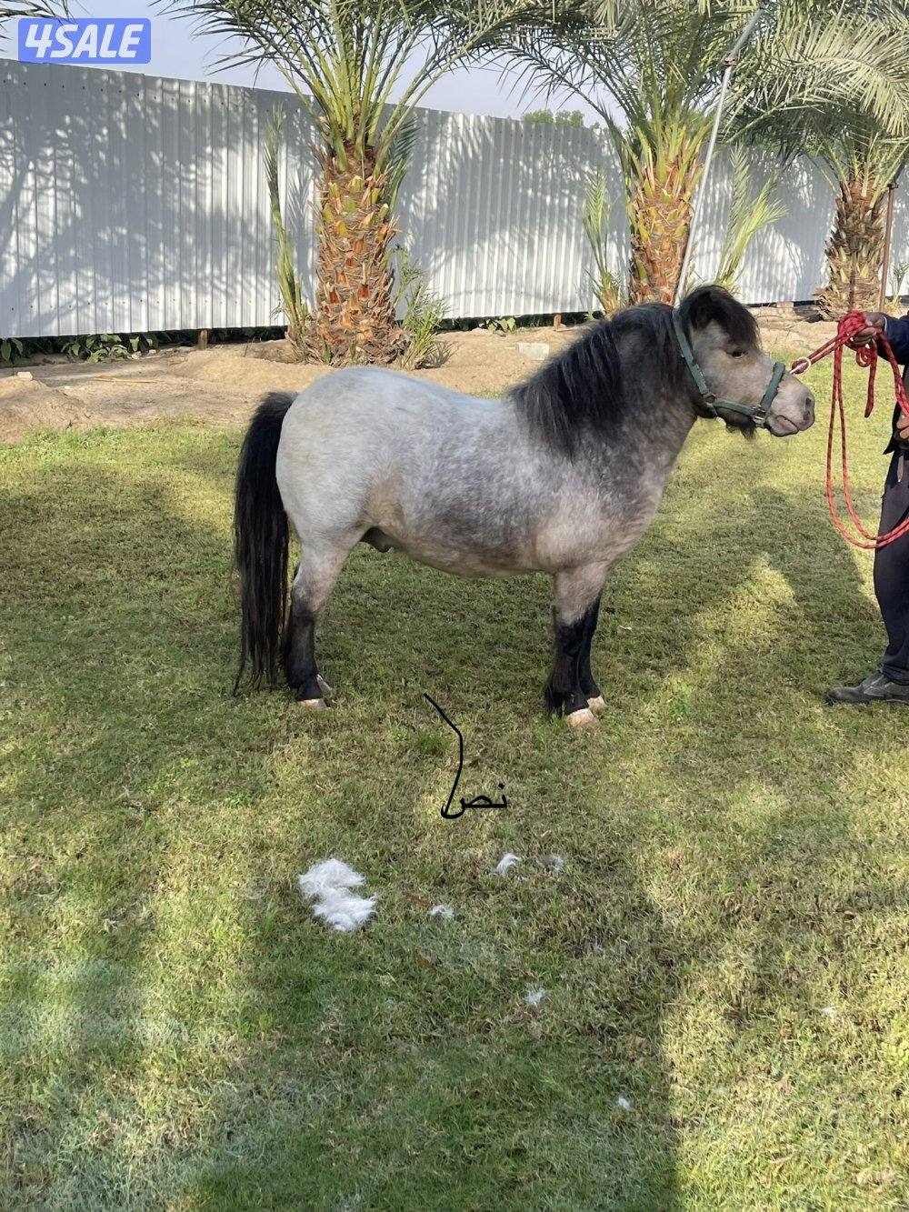 للبيع بوني5