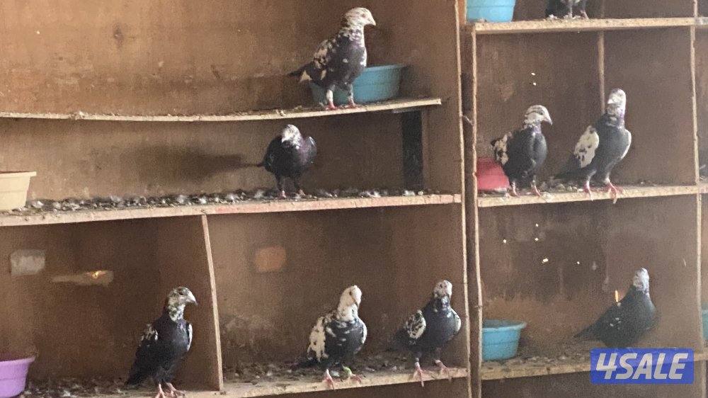 للبيع زاج بو وارين 12 زوج0