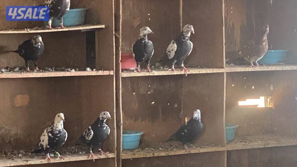 للبيع زاج بو وارين 12 زوج1