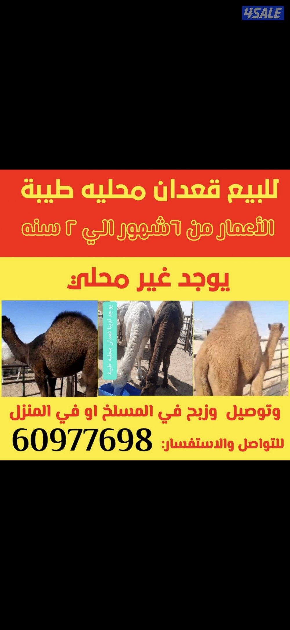 بيع وشراء قعدان محلي وغير محلي0