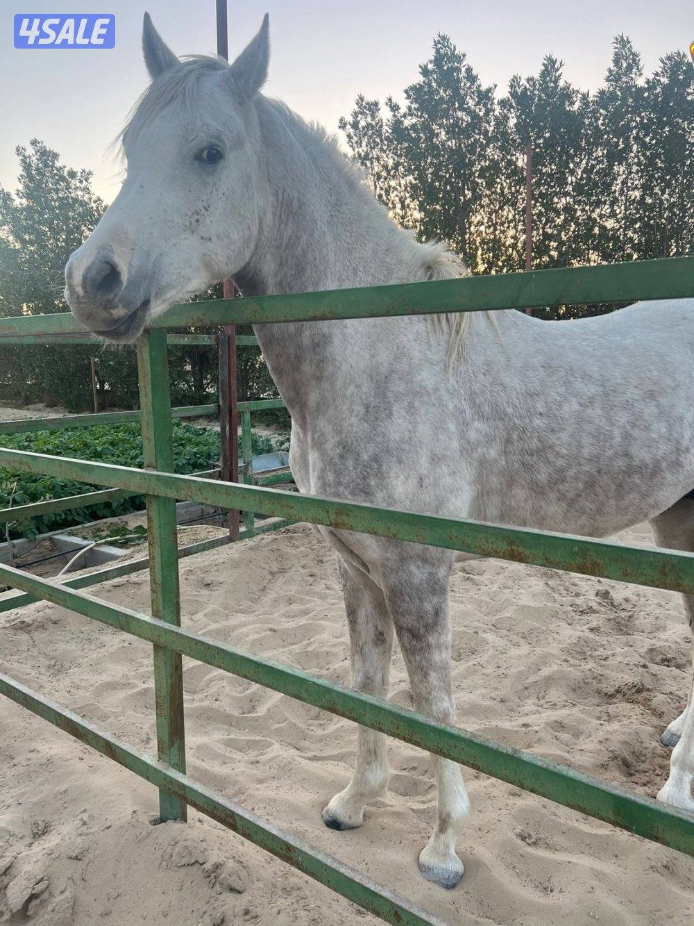 للبيع للبيع حصان العمر ٣ سنوات شرط السلم والعسف0