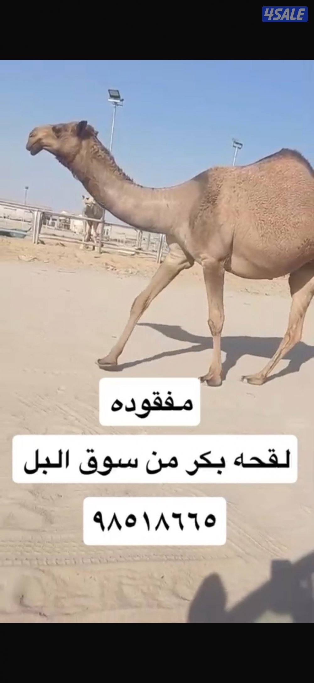 مفقود ناقه صفرا0