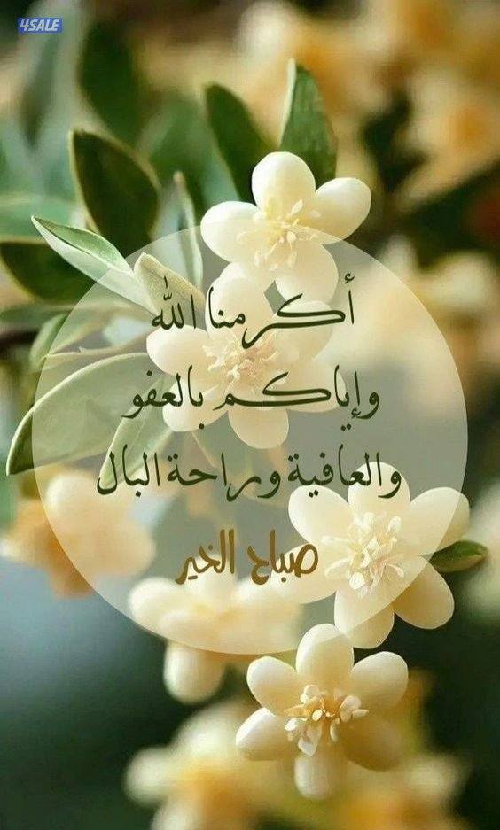 سوداني ابحث عن عمل فترة مسائية0