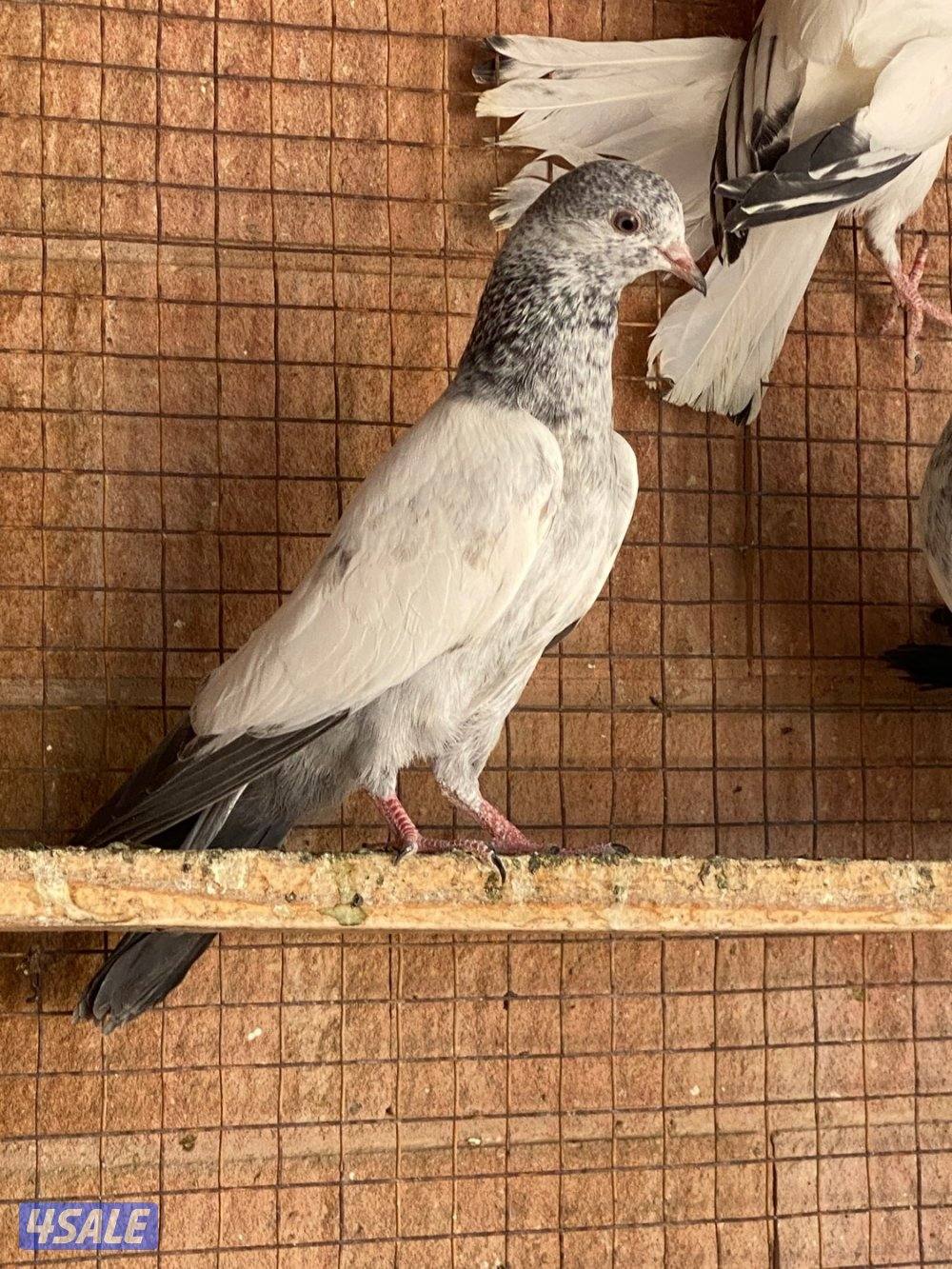 للبيع طبات حمام بكستاني دام صافي0