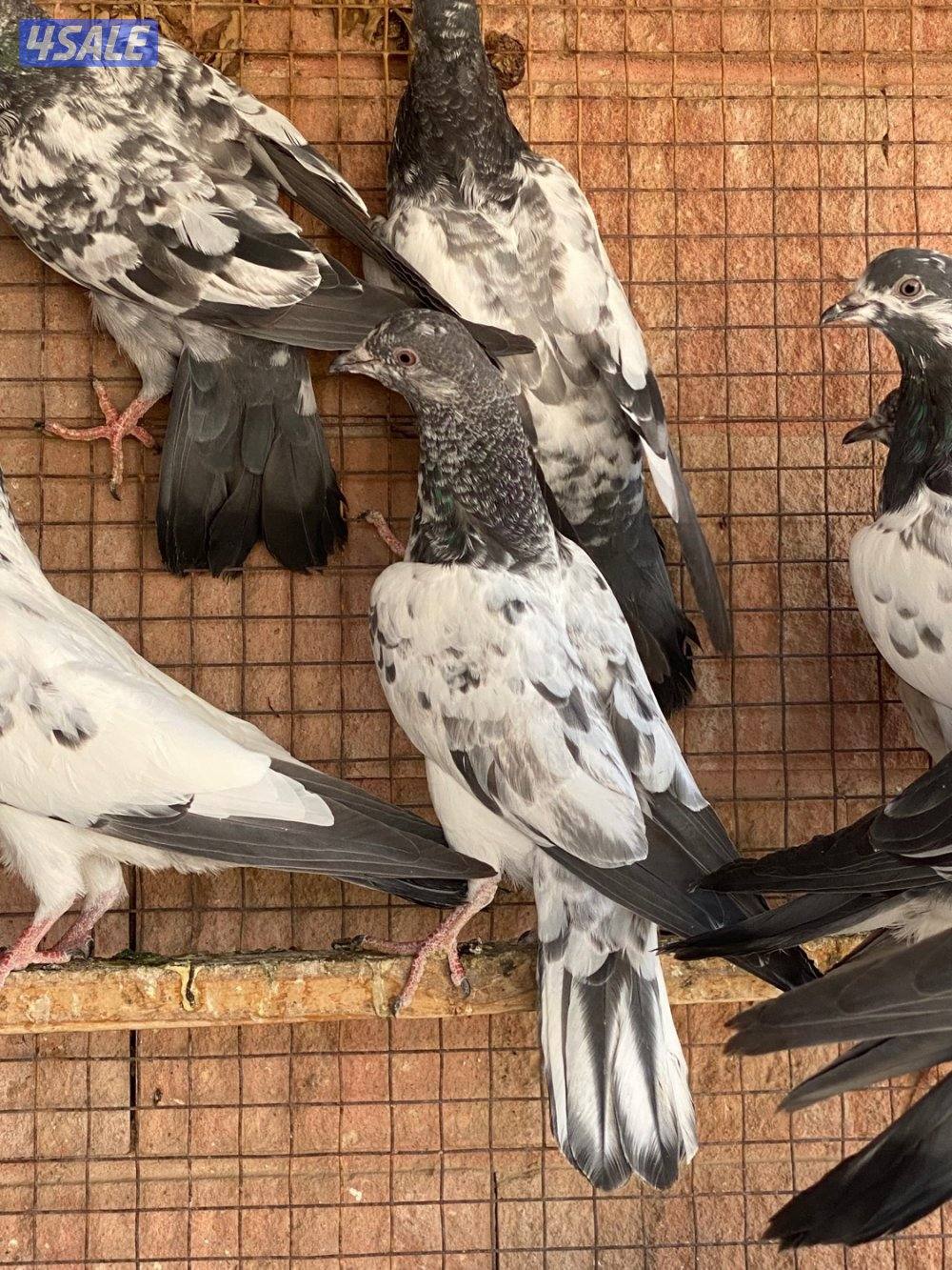 للبيع طبات حمام بكستاني دام صافي1