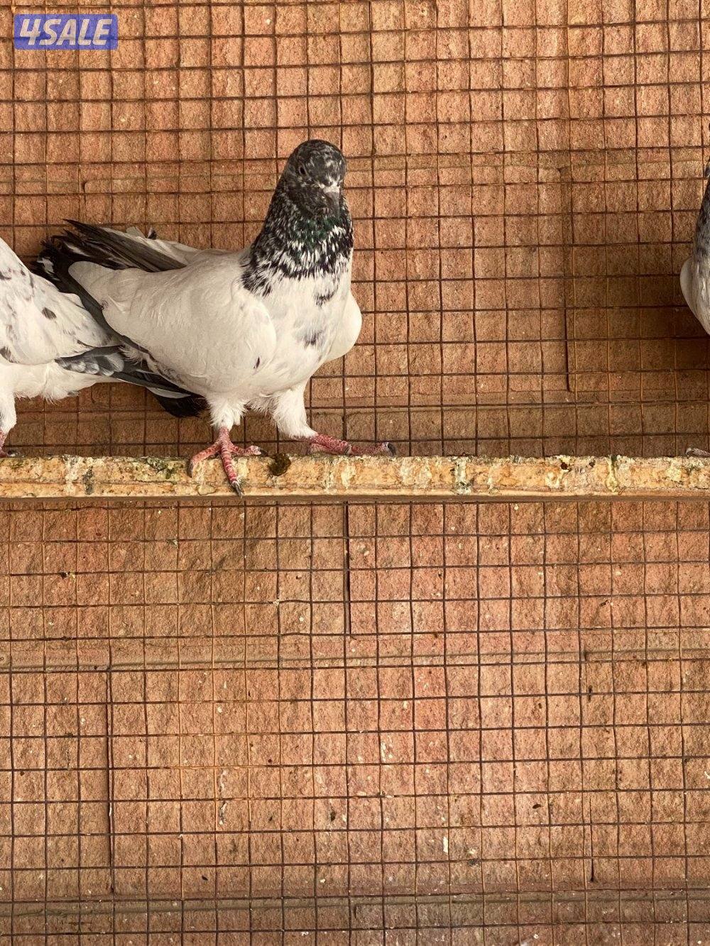 للبيع طبات حمام بكستاني دام صافي2