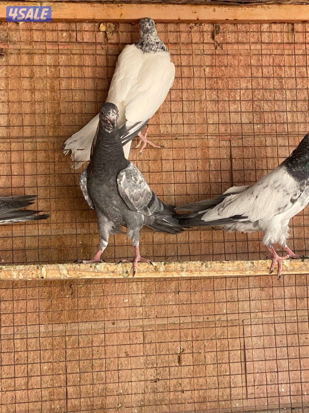 للبيع طبات حمام بكستاني دام صافي3