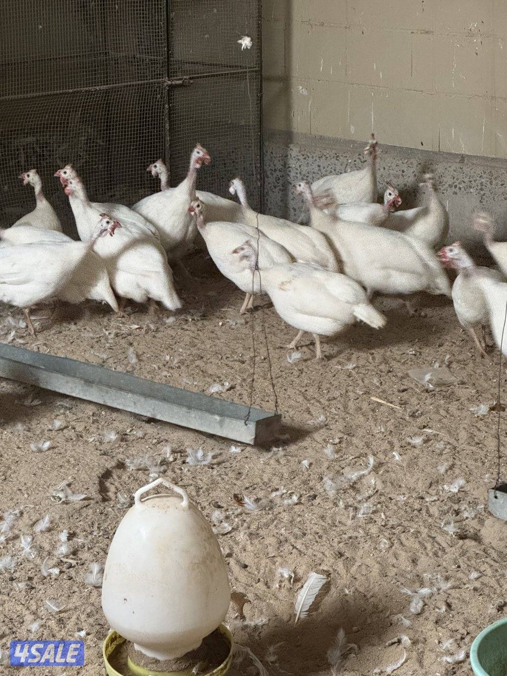 للبيع دجاج كنتي حبشي ابيضّ بيور منتج بيع جمله 24 حبه1