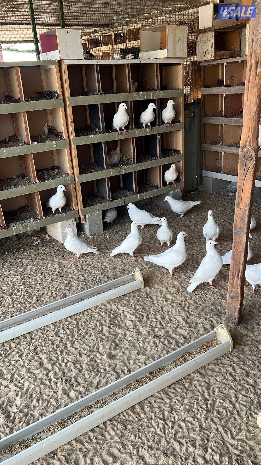 ازواج  زاجل   بيض   تقريبا  20  زوج0