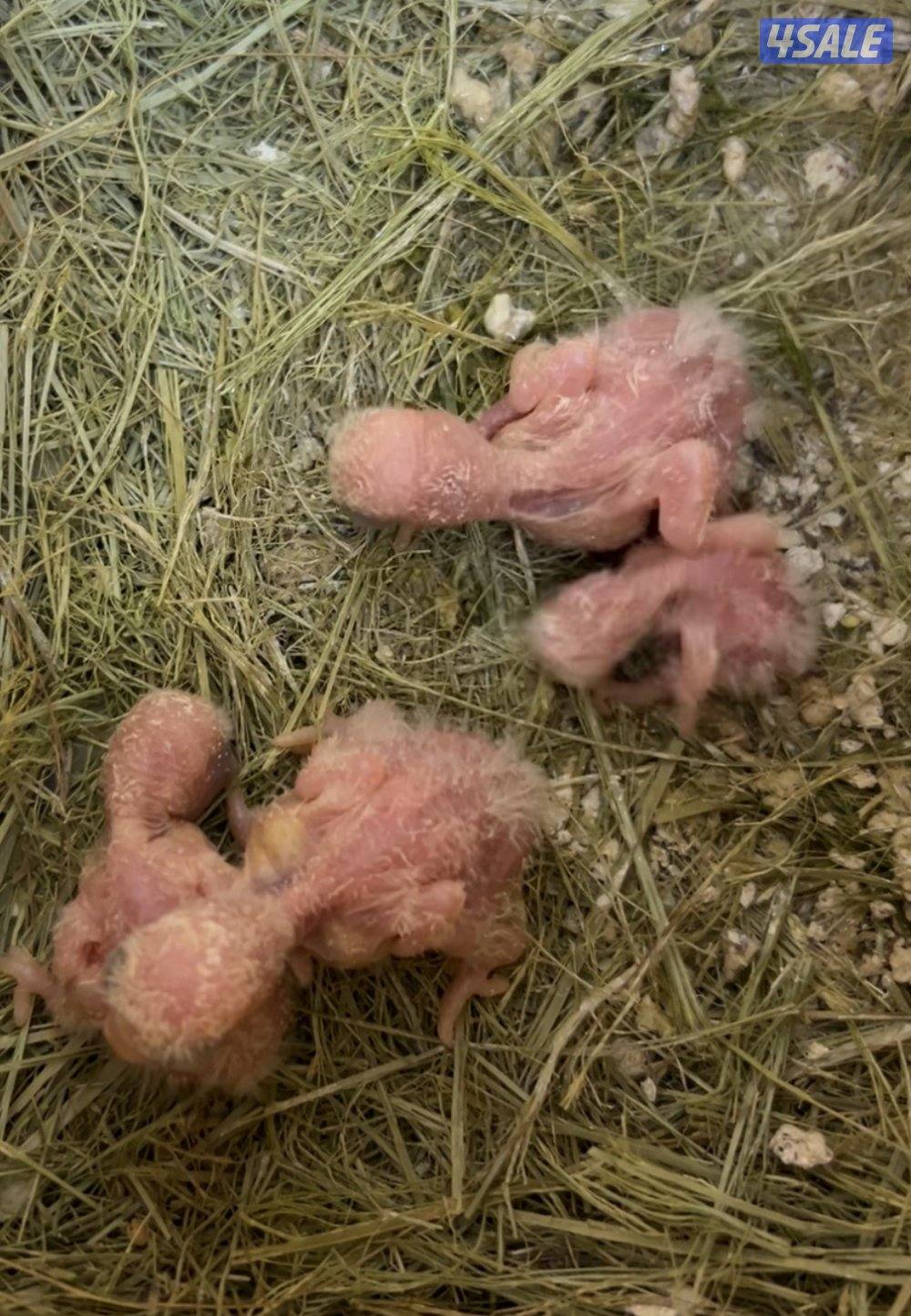 زوج لوف بيرد تحتة اربع  فروخ  / مع التوصيل0