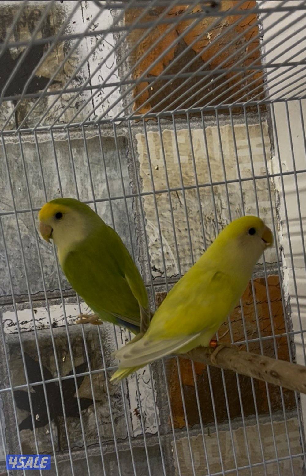 زوج لوف بيرد تحتة اربع  فروخ  / مع التوصيل1