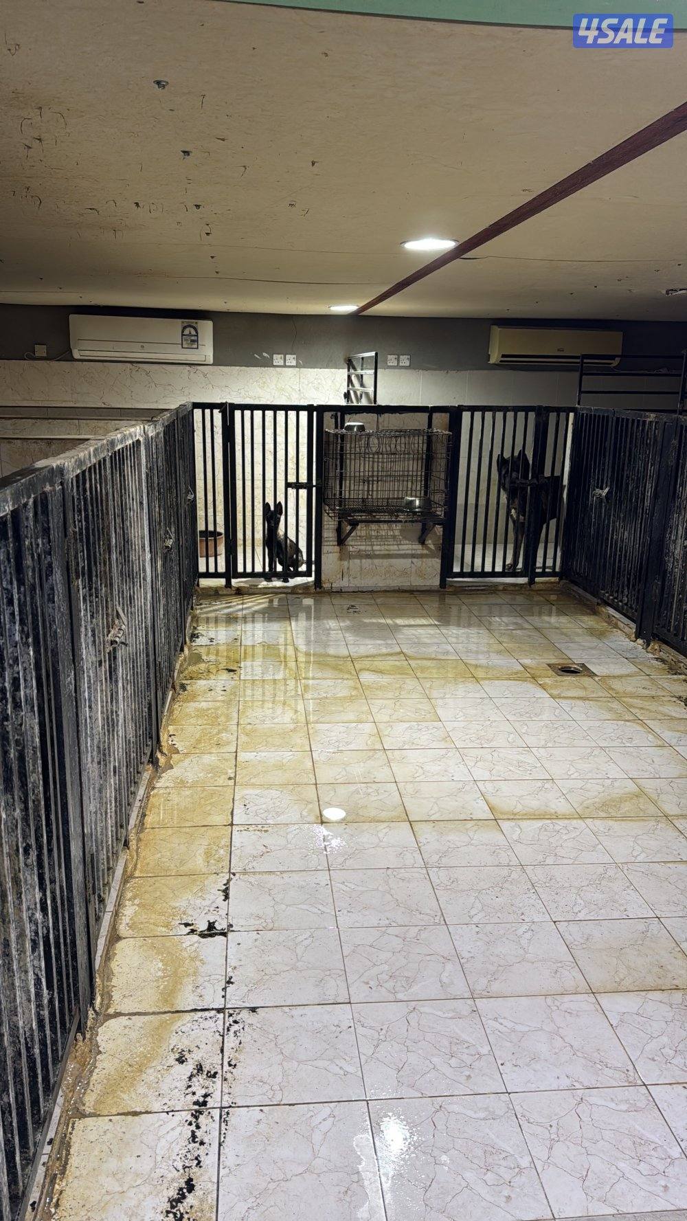 فندقه للكلاب2