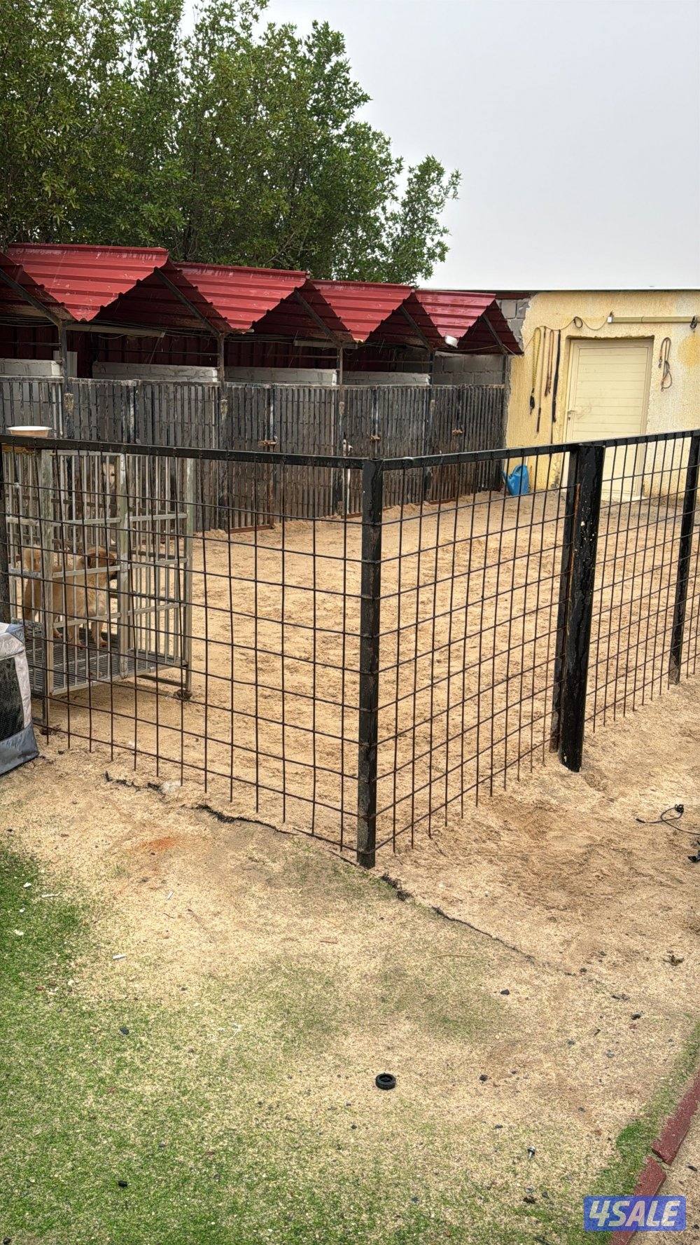 فندقه للكلاب4