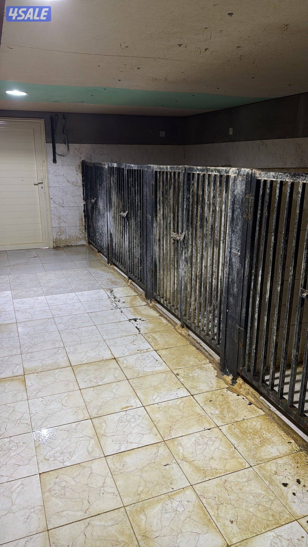 فندقه للكلاب5