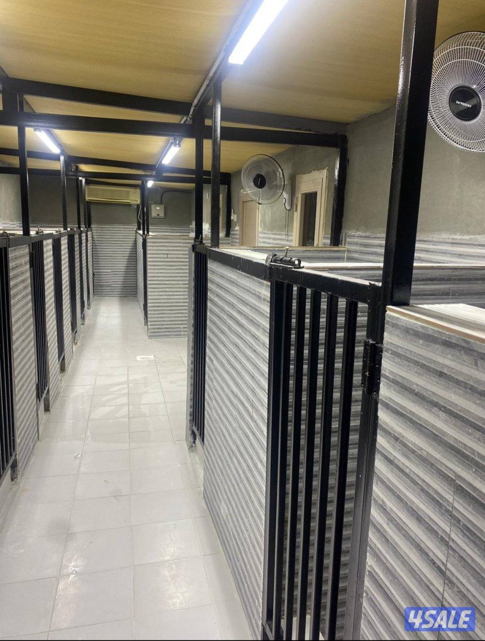 فندقه للكلاب6