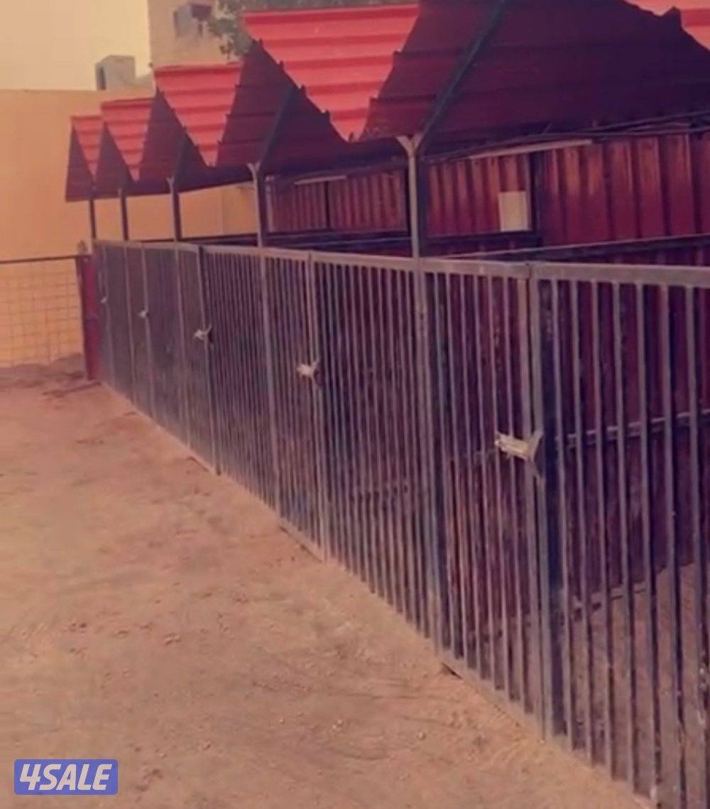 فندقه للكلاب7